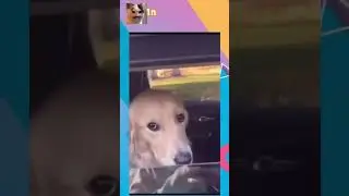 друг чела