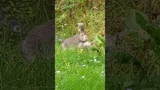 Cute Hare Eating