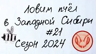 Ловим пчёл в Западной Сибири