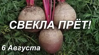 СВЕКЛА ПРЁТ! 6 августа