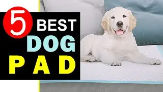 Best Dog Pads 2023 🏆 Top 5 Best Dog Pads Reviews