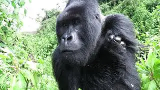 Gorilla close encounter, Rwanda