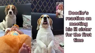 Dog meeting his lil sis for the first time Part 1 