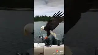 Птица ворует рыбу