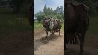 Каких только коров не встретишь)))