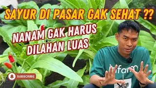 Berkebun Dirumah Tanpa Harus Lahan Luas