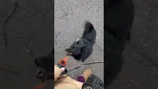 Как быстро отвлекается шипперке 😀 