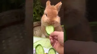 Little rabbit eating cucumber Crunchy Cute pet debut plan Rabbit Rural cute pet Cute pet