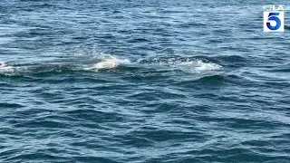 Orcas attack gray whale, calf off California coast