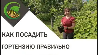 Как посадить гортензию правильно