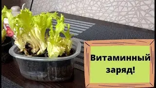 Вырастила пышный салат на подоконнике за 1 неделю! Свежие витамины круглый год!