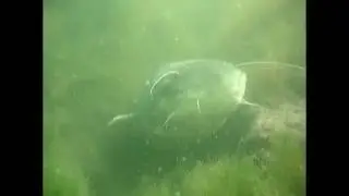 großer Wels / giant Catfish in Berlin (Silurus glanis)