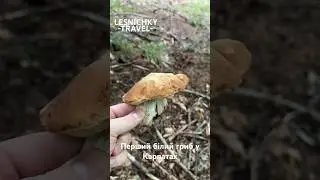 Перший білий гриб у Карпатах