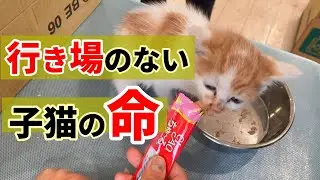 【行き場のない子猫の命】母猫とはぐれた子猫：６９２