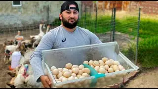 Cheese Fried eggs with sausage of 5 types of Eggs, recipe from the chef!