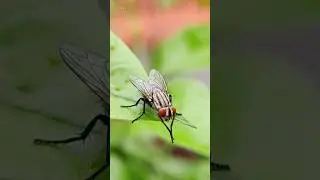 Housefly Sound - Flies ❤️ (1)