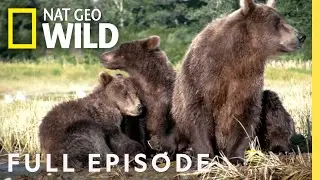 Grizzly Bears, Buanacos, Beetles (Full Episode) | Animal Fight Night