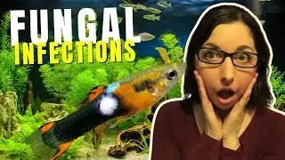 Fungal Infections | Fish Diseases And Treatments | Sick Fish