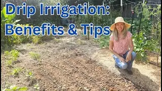 Drip IRRIGATION: Benefits & Tips