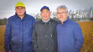 Соя Казахстанского производства. Сорт VIKTORY.