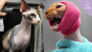 Our Special Today: Two Adorable Rotisserie Kitties | Sphynx Cats