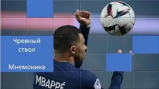 Чревный ствол (Truncus caeliacus)  Мнемоника  4 курс Пардаева Муниса
