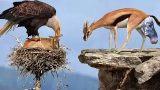 Tragic Scene! Mother Gazelle Looks Desperately at Her Son's Body Under the Evil Eagle's Sharp Claws