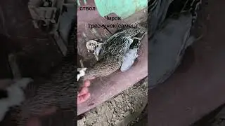 Селезень Серой утки и Чирок трескунок!