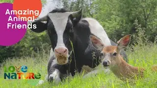 Baby Cow And Deer Are Obsessed With One Another | Love Nature Kids