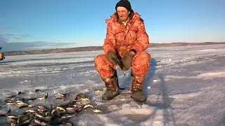 Супер клев окуня на новую приманку.