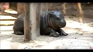 Adorable Baby Pygmy Hippo!