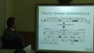 Лекция 12 «Семейство Picornaviridae  Отряд Picornavirales»