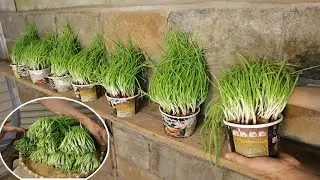 Too Easy - Mass Recycle Instant Noodle Cup Boxes to Grow Scallions