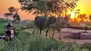 Eco Friendly Bull Powered Water Wheel Irrigation System | Rehat Water irrigation