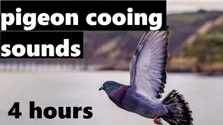 Sounds of Pigeons Cooing (4 hours)