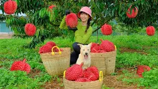 Harvesting Fresh Red Durian Loaded with Fruit Going To Market Sell | Thu's Country Life