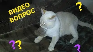 ВИДЕО ВОПРОС ОТ КОТА