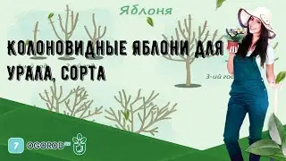 Колоновидные яблони для урала, сорта