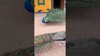 Какой красавец!