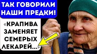 Вот что творит КРАПИВА: менструация без боли, кожа как яичко, волосы до пят, почки, мозг и…