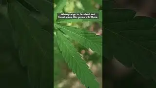 Wild weed (Bhang or Hemp Plant)