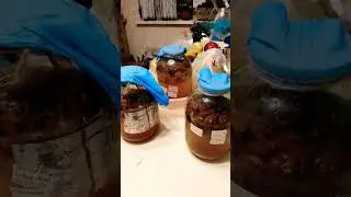 Наливка из слив (сливянка) без водки, собственного изготовления