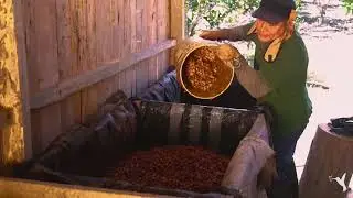 Cacao Fermentation in Peru