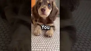 Can You Beat the Puppy Eyes | Wholesome Moments #15