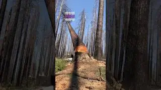 Самое приятное видео в мире! 🤩 (Credits: @urlocallumberjill on Inst)