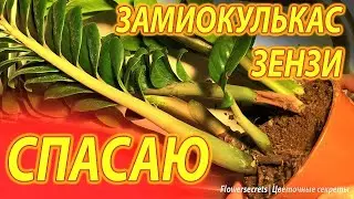 ЗАМИОКУЛЬКАС УХОД, ПЕРЕСАДКА И ДЕЛЕНИЕ 🌱 Что делать после покупки 💵 Долларовое дерево 🌿flowersecrets