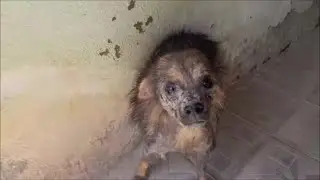 Спасение маленькой крошки, облезлой и никому не нужной