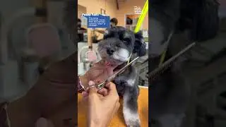 😍 CUTE! From Schnauzer To Teddy Bear 🧸