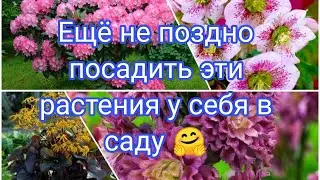 ЕЩЁ НЕ ПОЗДНО ПОСАДИТЬ ЭТИ РАСТЕНИЯ У СЕБЯ В САДУ 🤗🌺