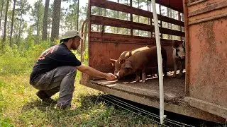 Moving Pigs: Not as Simple as it Sounds